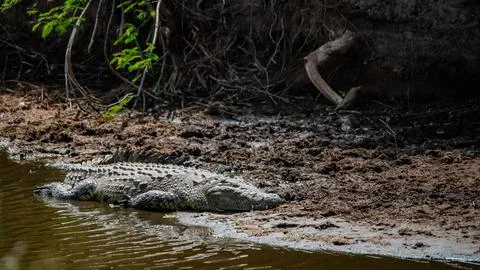 Alligator by the river Stock Photos