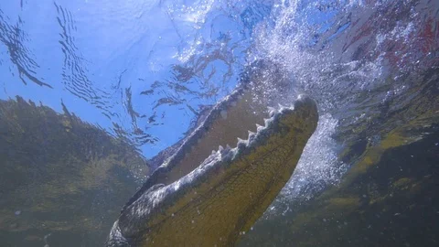 Alligator saltwater crocodile slamming jaws underwater slowmotion shot Stock Footage 103021253