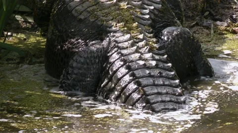 Alligator Sequence Stock Footage