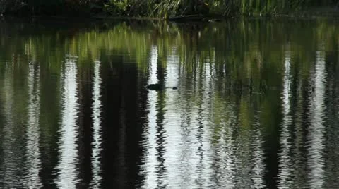 Alligator in a Shimmering Pond Stock Footage 12574669