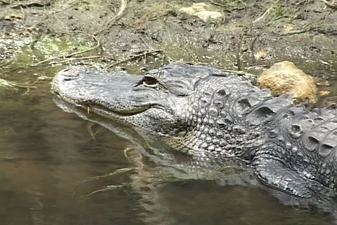 Alligator at the shoreline Stock Footage 98263337