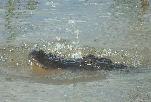 Alligator Showing Teeth Foto stock