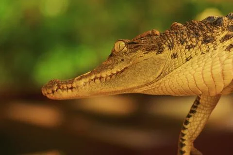 Alligator side Stock Photos