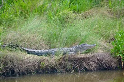 Alligator on side of a pond 스톡 사진
