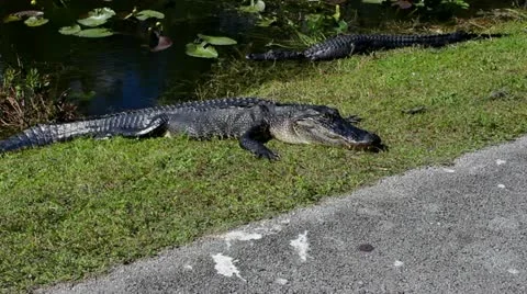 Alligator on side of the road in Everglades Video stock 21765396
