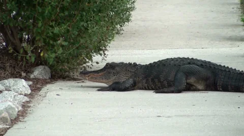 Alligator on the sidewalk Stock Footage 32858697