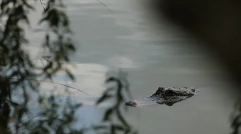 Alligator Sitting in Marsh Lake Stock Footage 26747756