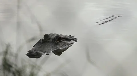 Alligator Sitting In Water Stock Footage 26747594