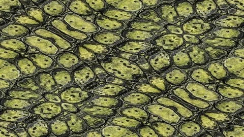 Alligator skin abstract background animation Stock Footage 114054616