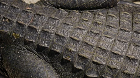 Alligator Skin Close Up Texture Stock Footage 317088994