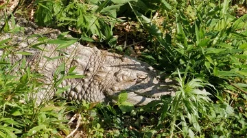 Alligator sleeping in grass Stock Footage 86150729