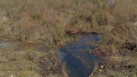 Alligator Sleeps In Flooded Culvert Video stock 241933473