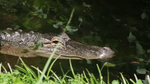 Alligator slowly floating into the shade  Stock Footage 66686692
