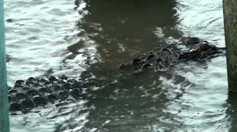 Alligator with small fish jumping over it Stock Footage 32858853