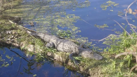 An Alligator with Snails next to it Sitting on a Log Floating in a Lake Stock Footage 113696508