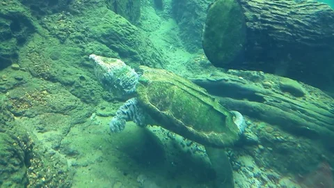 Alligator snapper Stock Footage 79603393