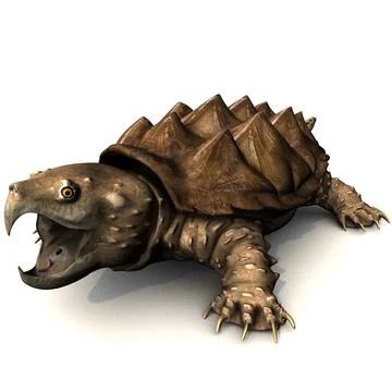 Alligator snapping turtle 3D Model