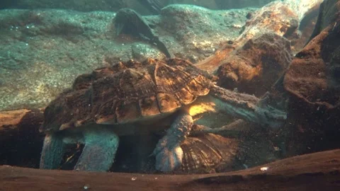 Alligator snapping turtle in an aquarium Stock Footage 242470206