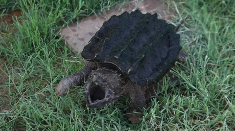 Alligator Snapping Turtle chasing the camera Video stock 34570595