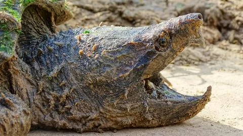 Alligator snapping turtle face closeup, Macrochelys temminckii. Family: Che.. Stock Photos