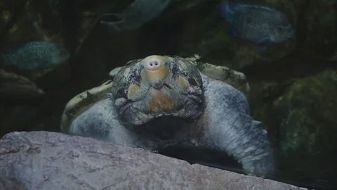 Alligator Snapping Turtle Stock Footage 83860812