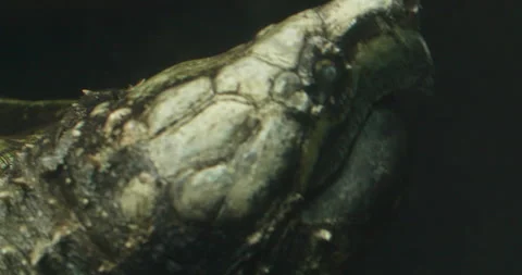 Alligator Snapping Turtle Stock Video Footage | Royalty Free Alligator