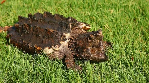 Alligator Snapping Turtle in grass. Video stock 77651614