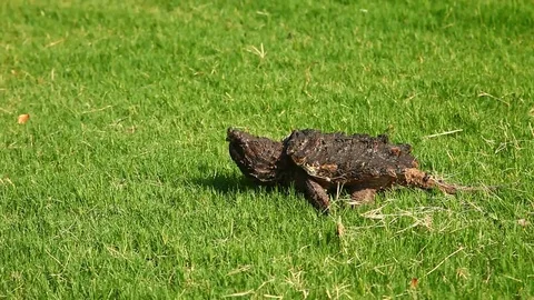 Alligator Snapping Turtle in grass. Stockbeeldmateriaal 77651624
