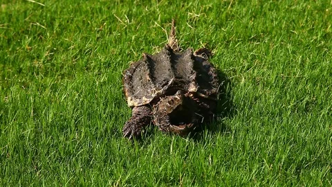Alligator Snapping Turtle in grass. Stockbeeldmateriaal 77651647