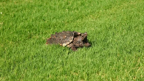 Alligator Snapping Turtle in grass. Stockbeeldmateriaal 77651664