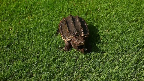 Alligator Snapping Turtle in grass. Stock-Footage 77651665