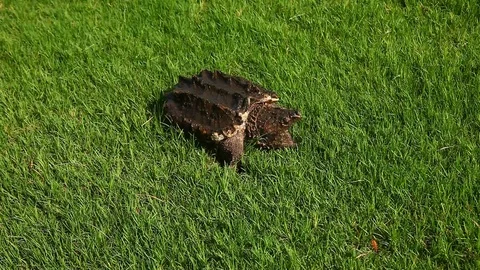 Alligator Snapping Turtle in grass. Stockbeeldmateriaal 77651669