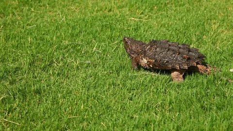 Alligator Snapping Turtle in grass. Vidéo 77651677