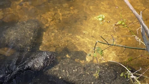 Alligator snapping turtle hunting in murky water Video stock 336524400
