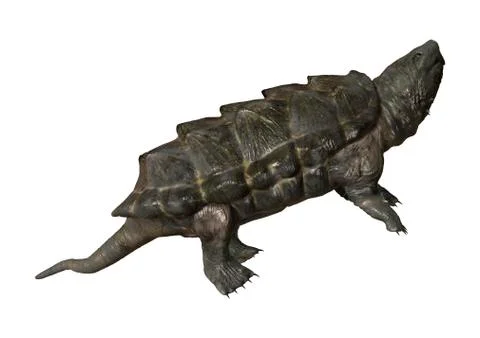 Alligator Snapping Turtle イラスト素材