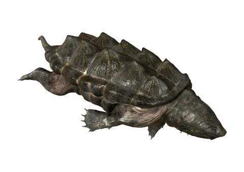 Alligator Snapping Turtle イラスト素材