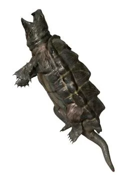 Alligator Snapping Turtle Illustrazione stock