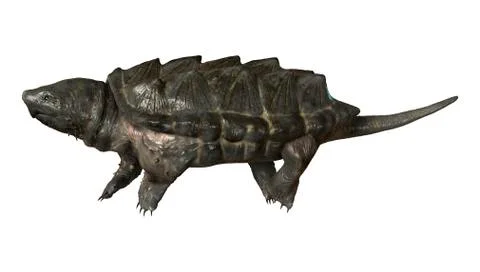 Alligator Snapping Turtle Illustrazione stock
