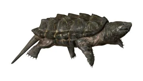 Alligator Snapping Turtle Illustrazione stock
