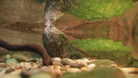 The alligator snapping turtle (Macrochelys temminckii) in special tank 스톡 동영상 72716504