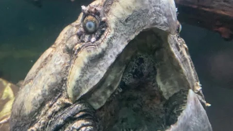 Alligator Snapping Turtle, Macrochelys temminckii, Luring Prey With It's Tongue 스톡 동영상 243684101
