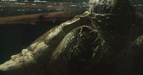 Alligator Snapping Turtle Stock Video Footage | Royalty Free Alligator