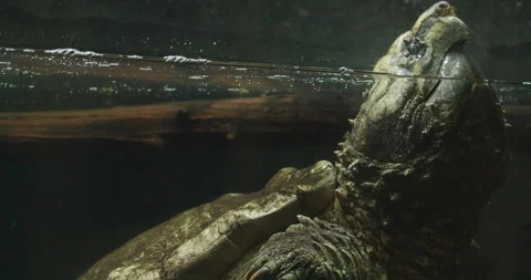 Alligator Snapping Turtle Stock Video Footage | Royalty Free Alligator