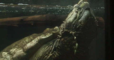 Alligator Snapping Turtle Stock Video Footage | Royalty Free Alligator