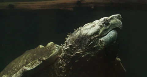 Alligator Snapping Turtle Stock Video Footage | Royalty Free Alligator