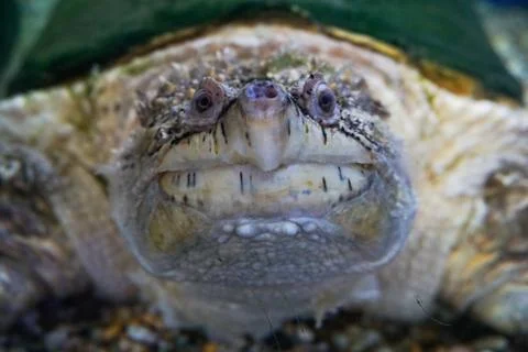 Alligator Snapping Turtle, Macrochelys temminckii 스톡 사진