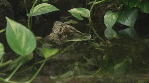 Alligator Snapping Turtle Nose Popping Out of Water Vídeos de archivo 193346982