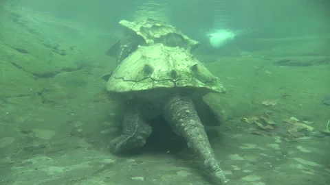 Alligator Snapping Turtle Pair of Turtles Swimming Underwater in Pond 스톡 동영상 130481813