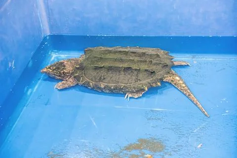 Alligator snapping turtle Stock Photos
