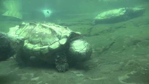Alligator Snapping Turtle Several Turtles Underwater on Lake Pond Bottom 스톡 동영상 83736722